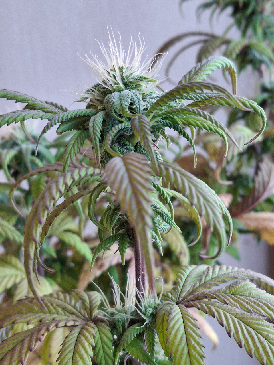 Pineapple Express (Peggy)-Day 13F-l5.jpg