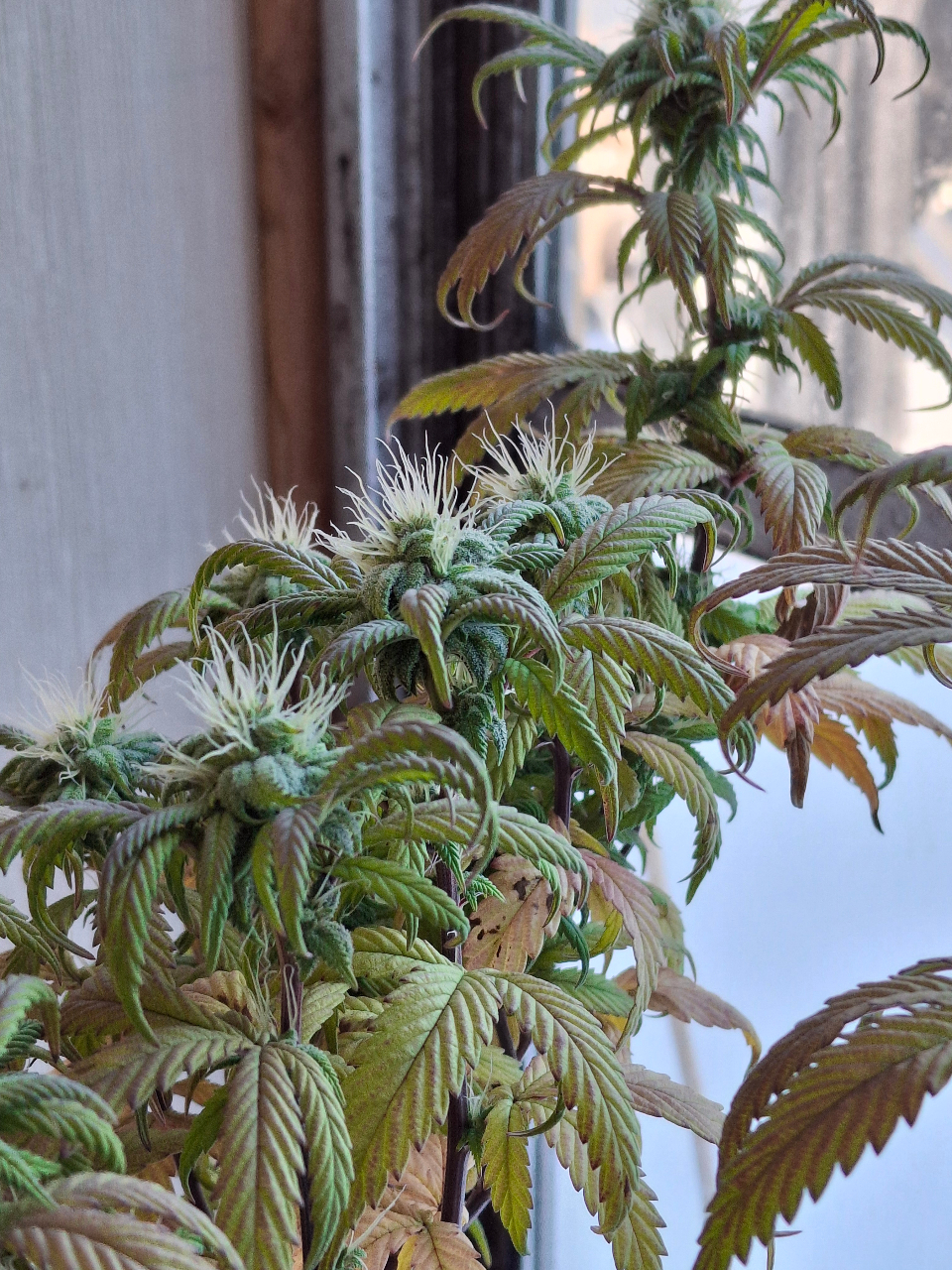 Pineapple Express (Peggy)-Day 13F-l6.jpg