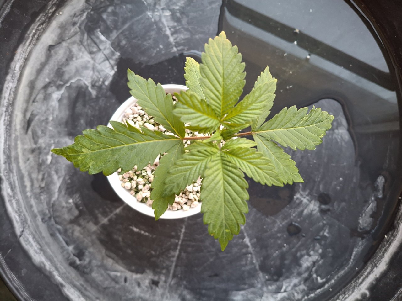 Pineapple Express (Peggy)-Day 19-f.jpg