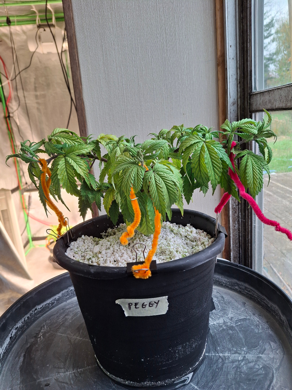 Pineapple Express (Peggy)-Day 53-b1.jpg