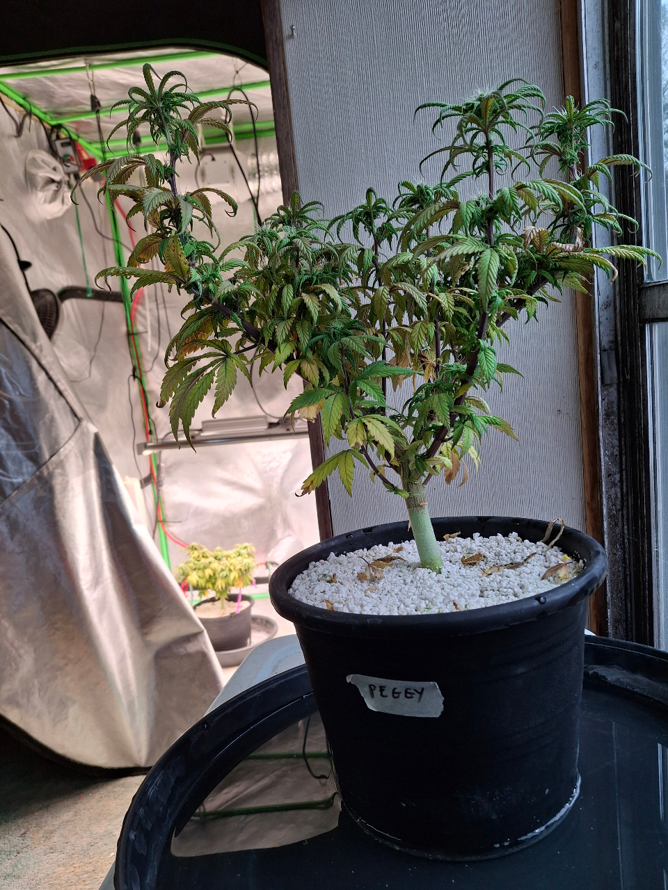 Pineapple Express (Peggy)-Day 7F-k1.jpg