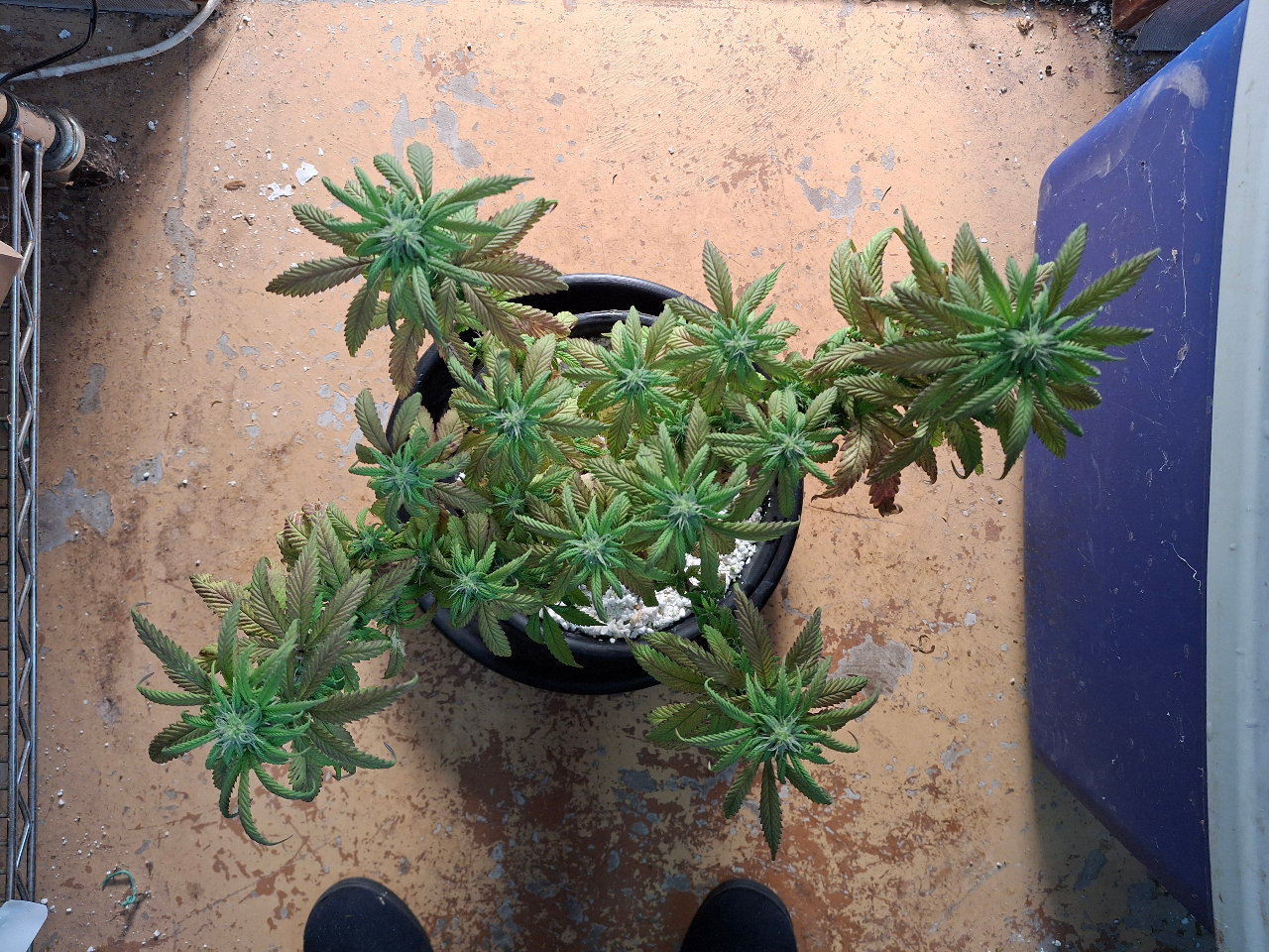 Pineapple Express (Peggy)-Day 7F-k5.jpg