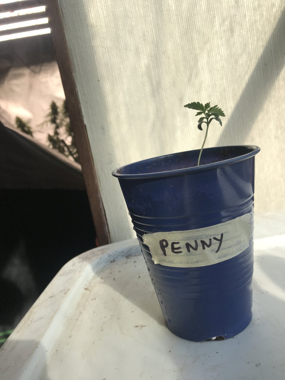 Pineapple Express (Penny)-Day 14-h.JPG