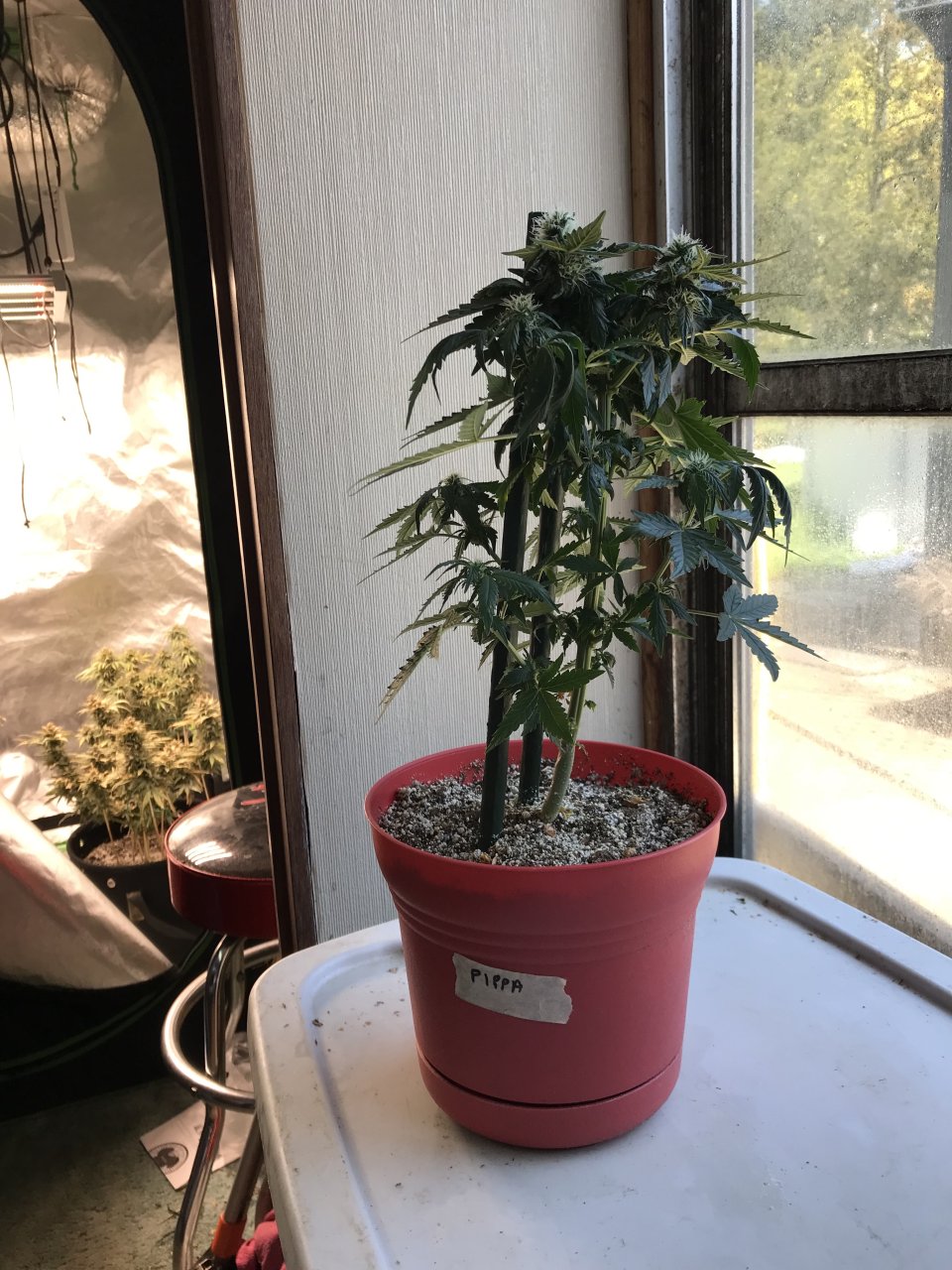 Pineapple Express (Pippa)-Day 11F-a.jpeg