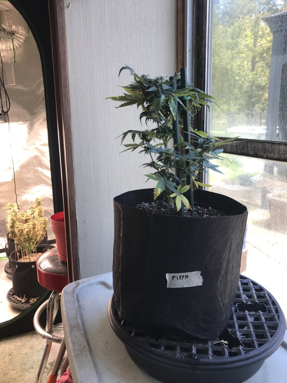 Pineapple Express (Pippa)-Day 19F-g.jpeg