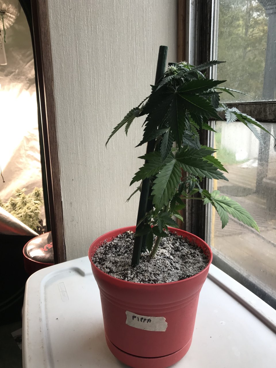 Pineapple Express (Pippa)-Day 1F-a.jpeg