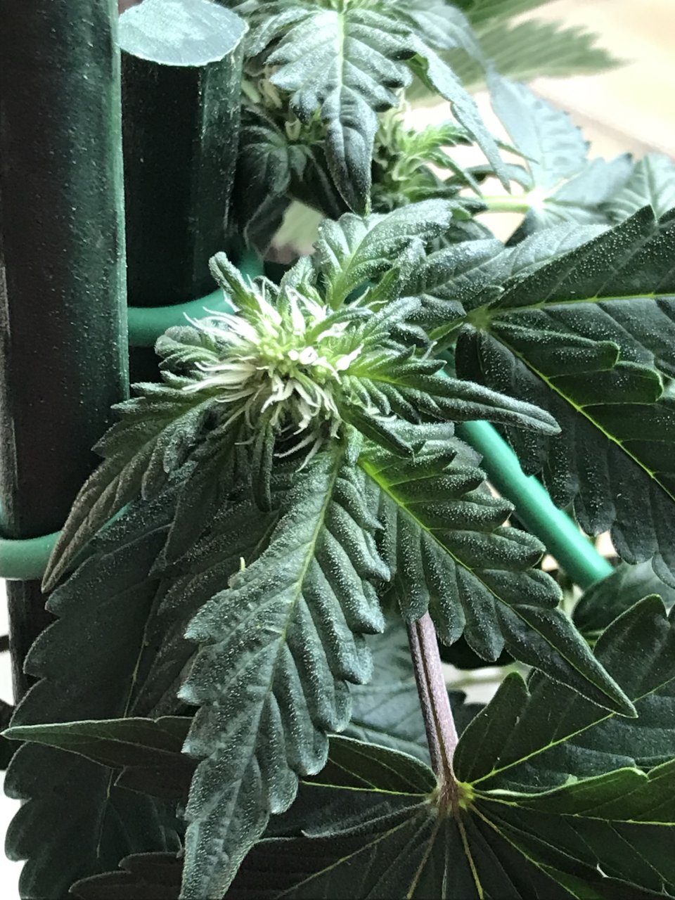 Pineapple Express (Pippa)-Day 1F-b.jpeg