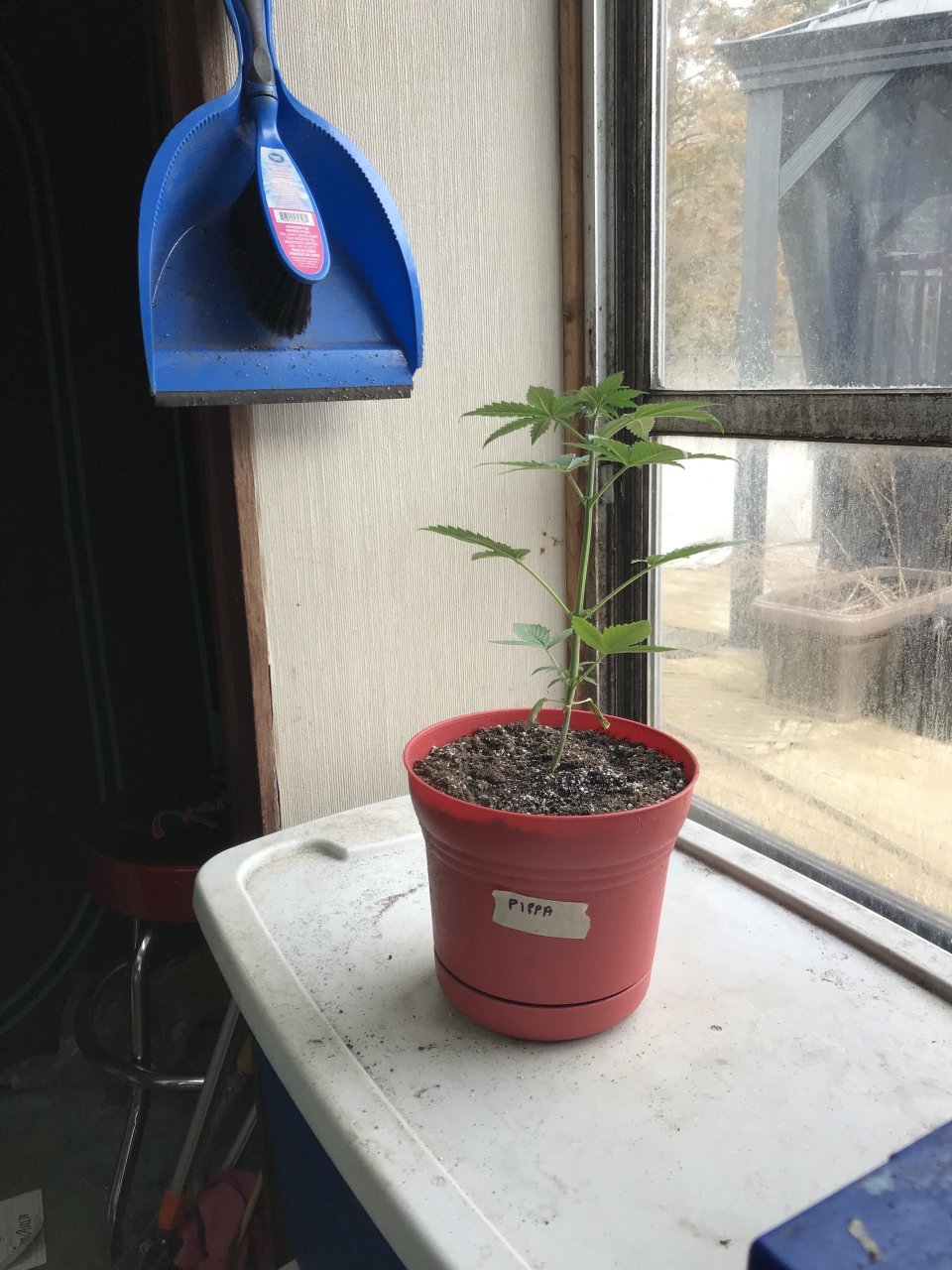 Pineapple Express (Pippa)-Day 28-a.jpeg