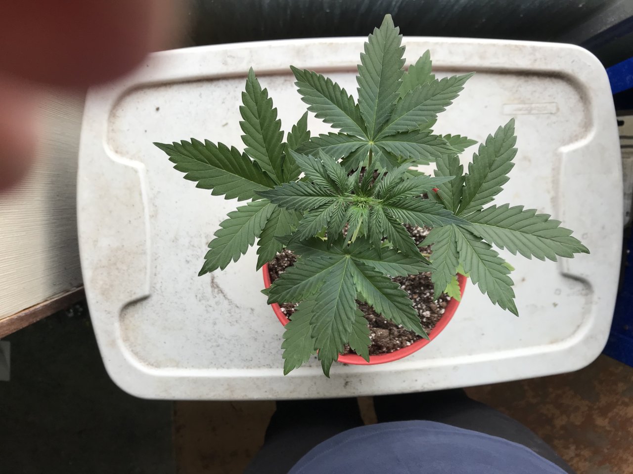 Pineapple Express (Pippa)-Day 28-b.jpeg