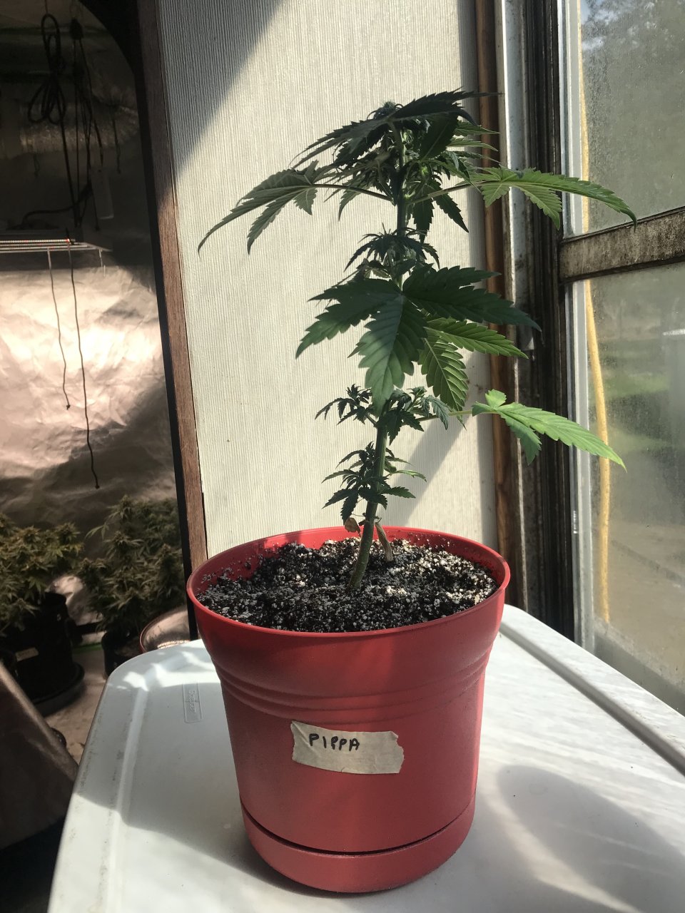 Pineapple Express (Pippa)-Day 37-a.jpeg