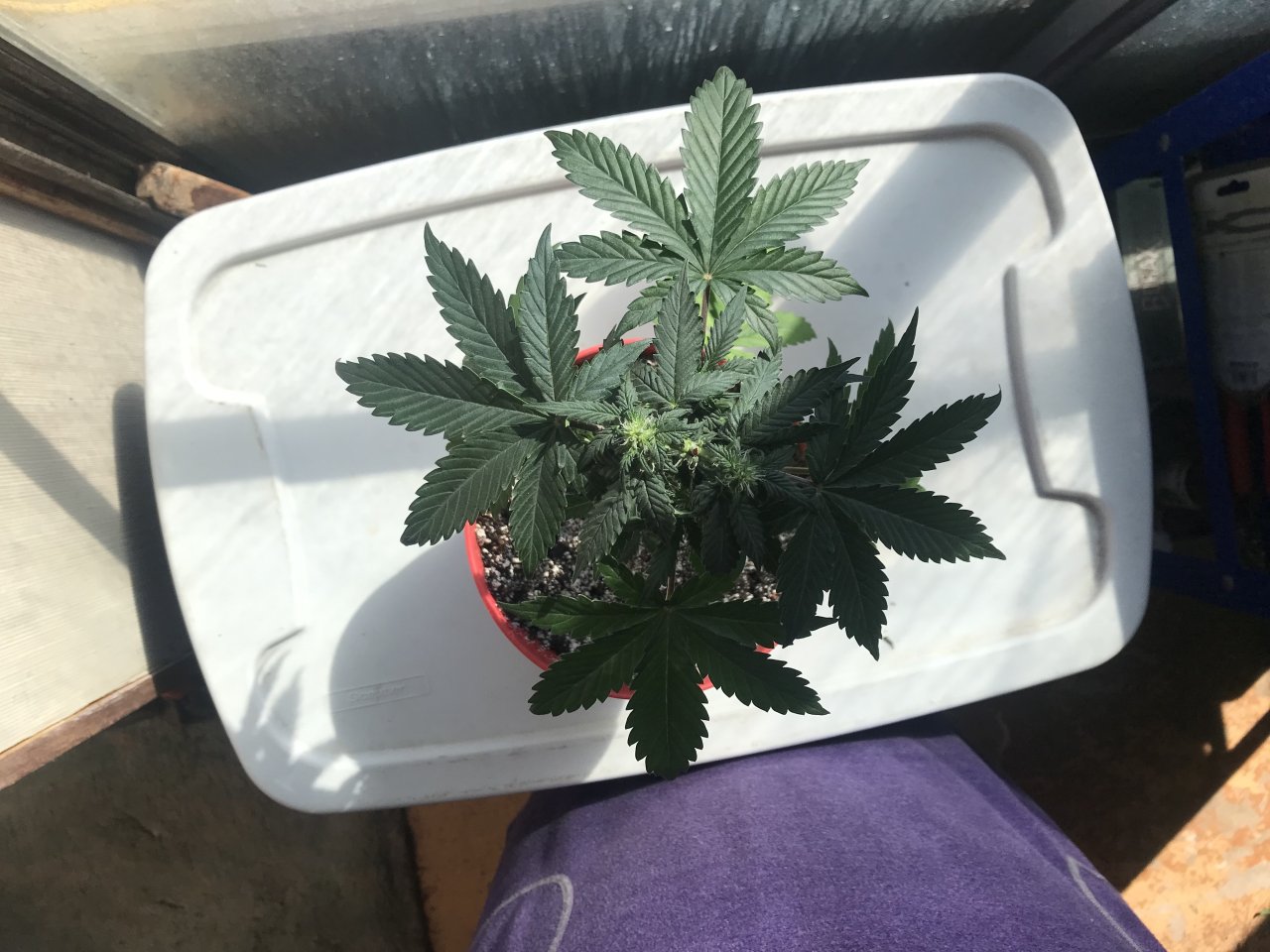 Pineapple Express (Pippa)-Day 37-c.jpeg