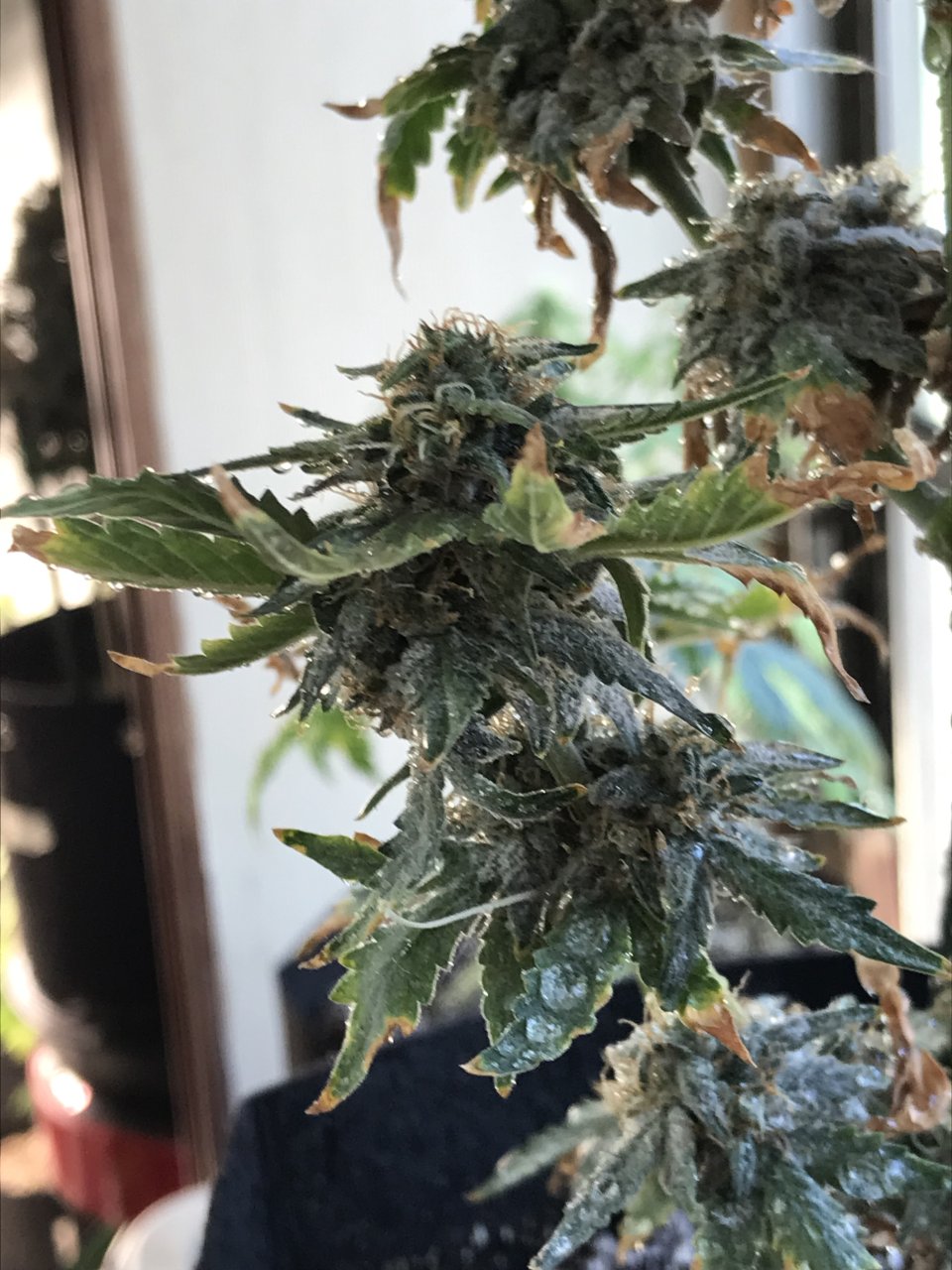 Pineapple Express (Pippa)-Day 39F-l.jpeg