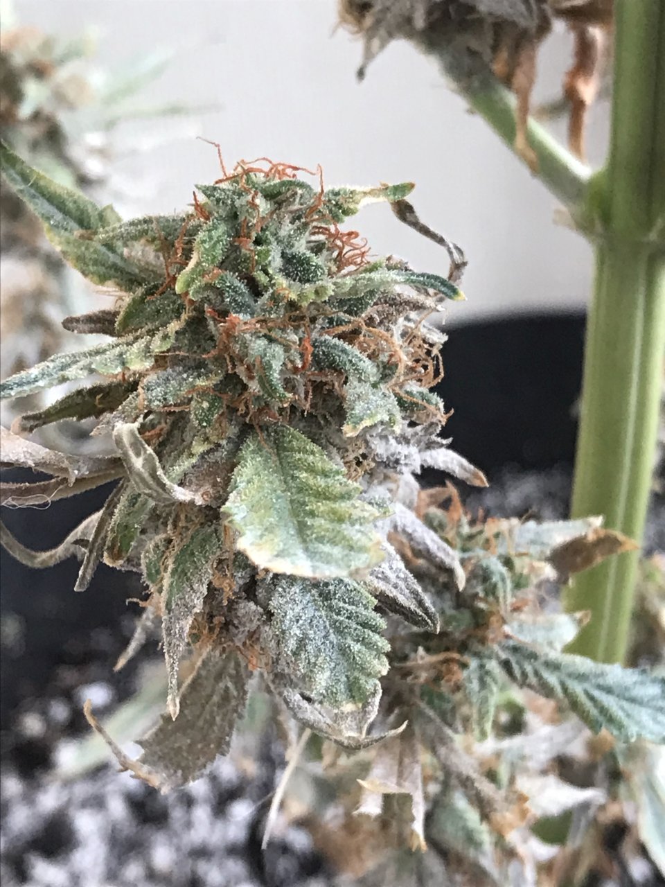 Pineapple Express (Pippa)-Day 54F-u.jpg