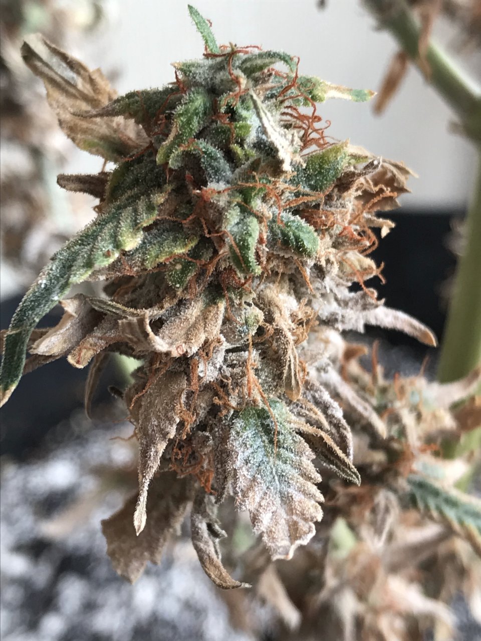 Pineapple Express (Pippa)-Day 61F-y.jpg