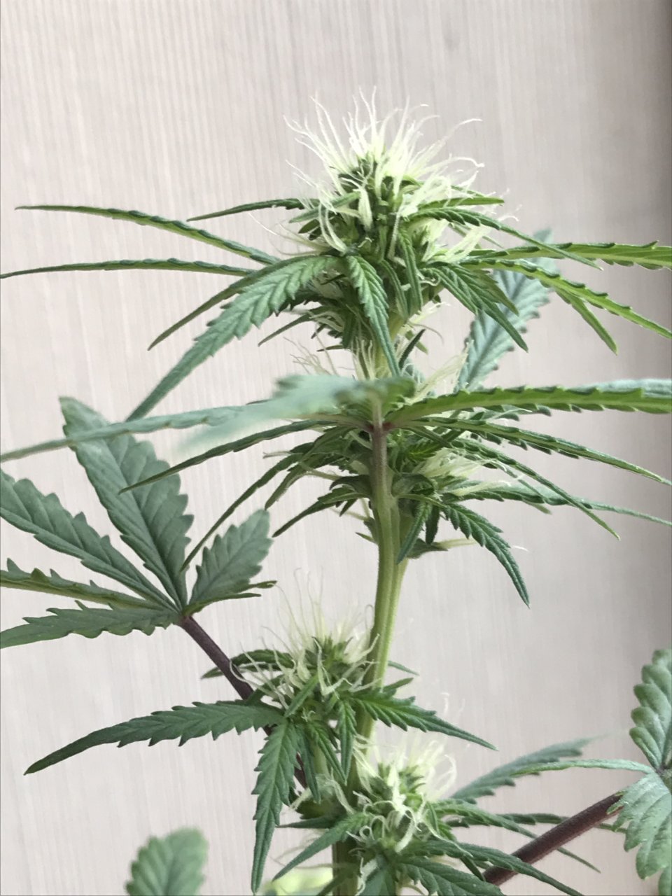 Pineapple Express (Polly)-Day 12F-c.jpeg