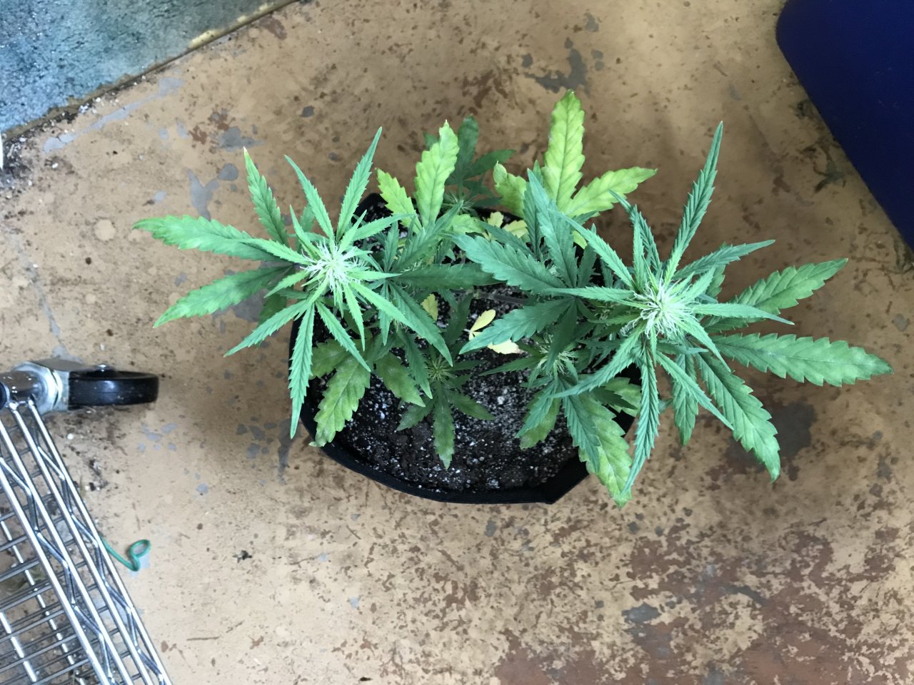 Pineapple Express (Polly)-Day 12F-e.jpeg