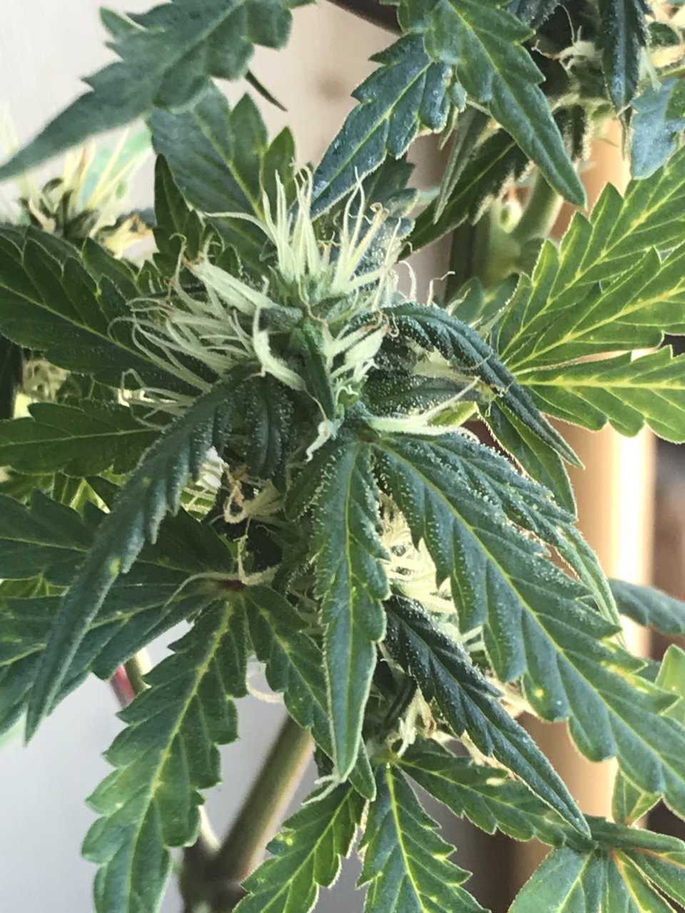 Pineapple Express (Polly)-Day 18F-h.jpeg