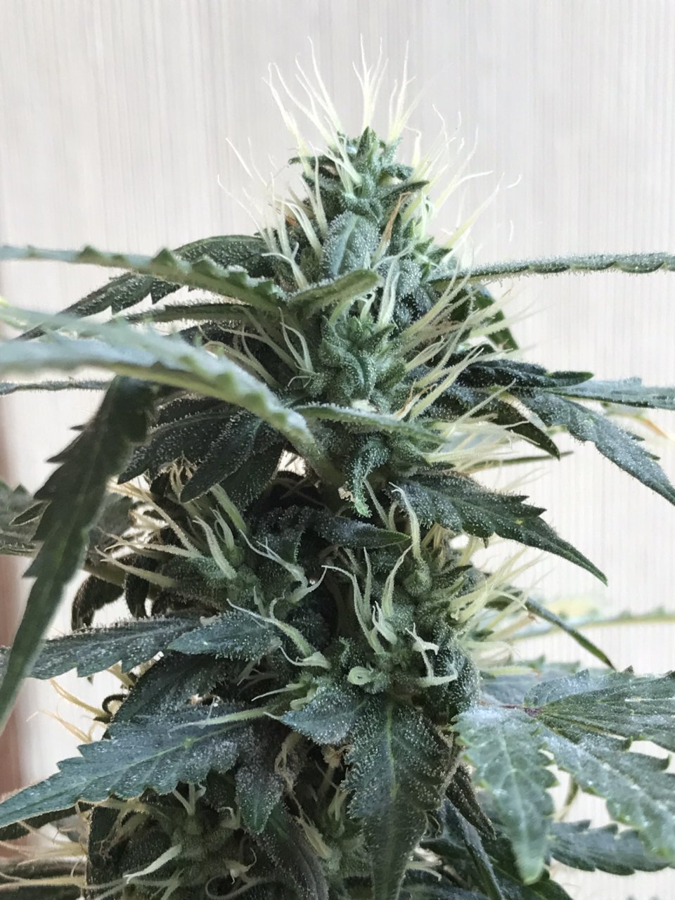 Pineapple Express (Polly)-Day 26F-c.JPEG