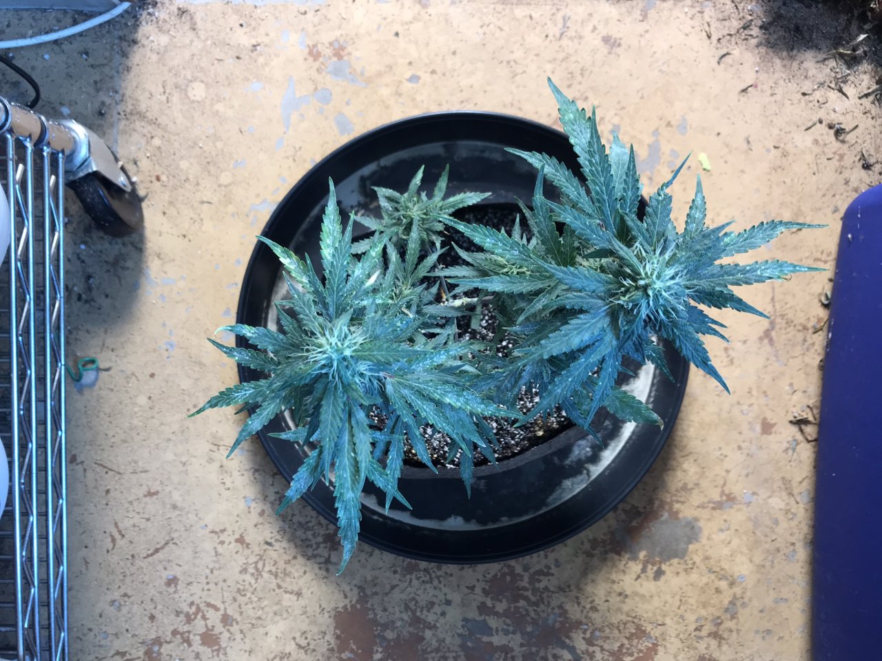 Pineapple Express (Polly)-Day 26F-e.JPEG