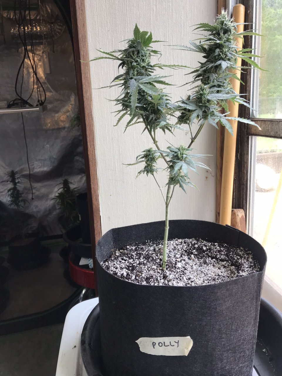 Pineapple Express (Polly)-Day 30F-f.JPEG