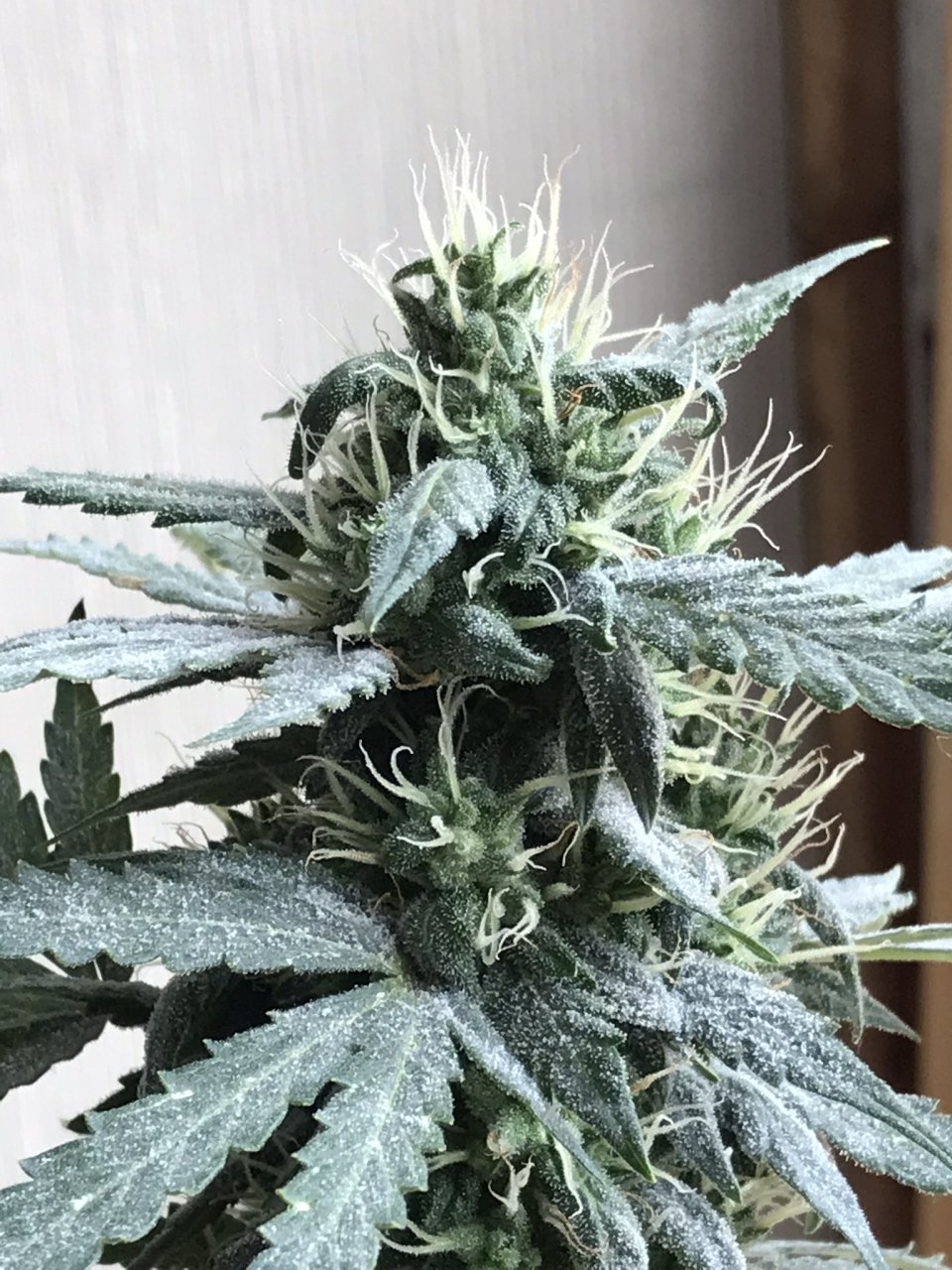 Pineapple Express (Polly)-Day 30F-g.JPEG