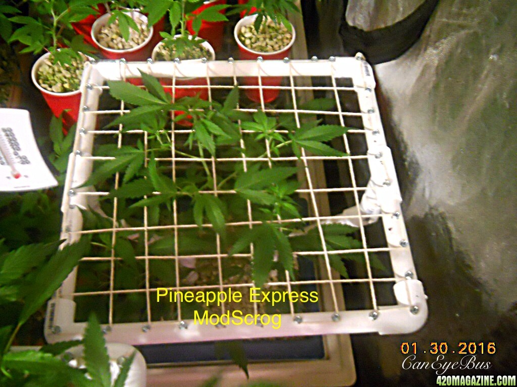 Pineapple express scrog#2 candidate