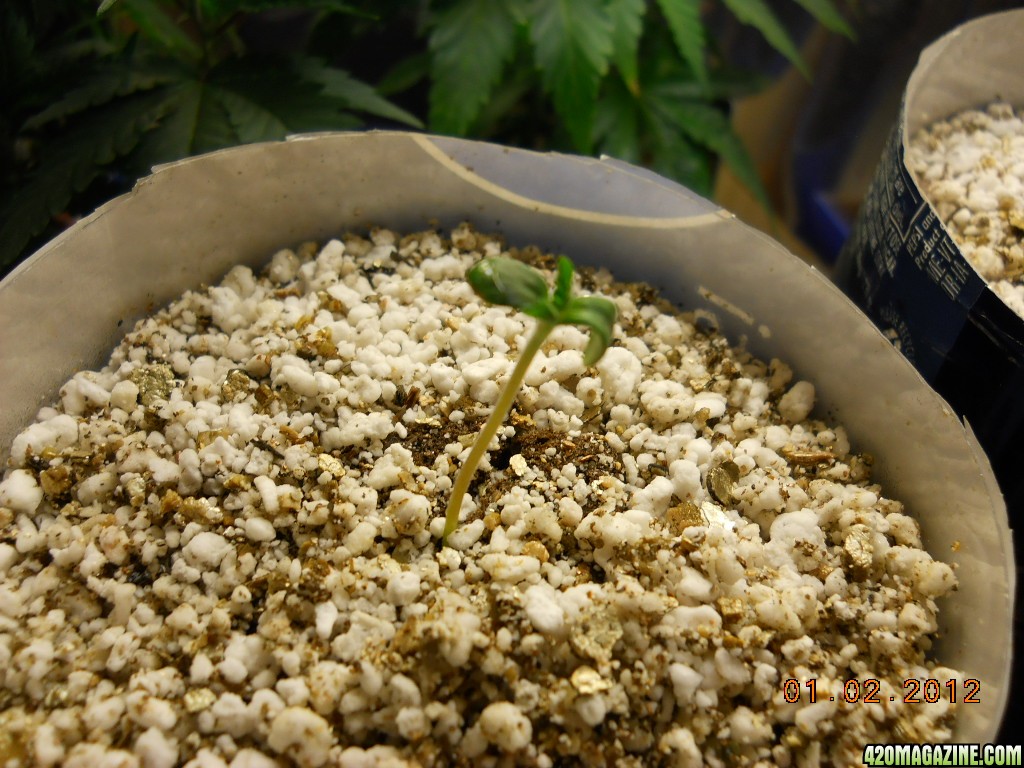 Pineapple Express seedling