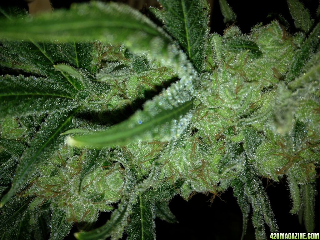 Pineapple Express Shot 2 -Harvested 3/4/12