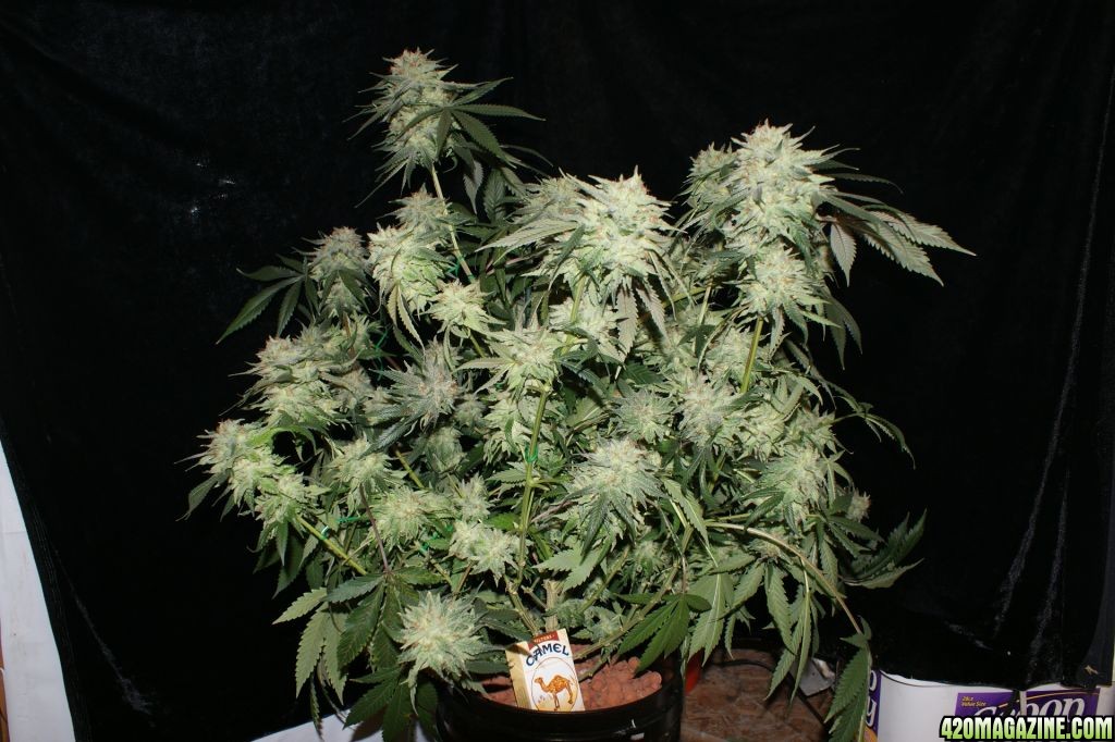 pineapple_express1_day_58_flower