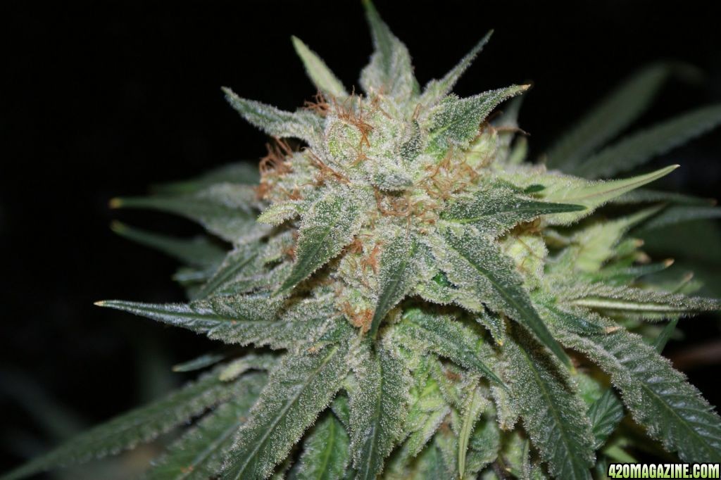 pineapple_express2_day_58_flower