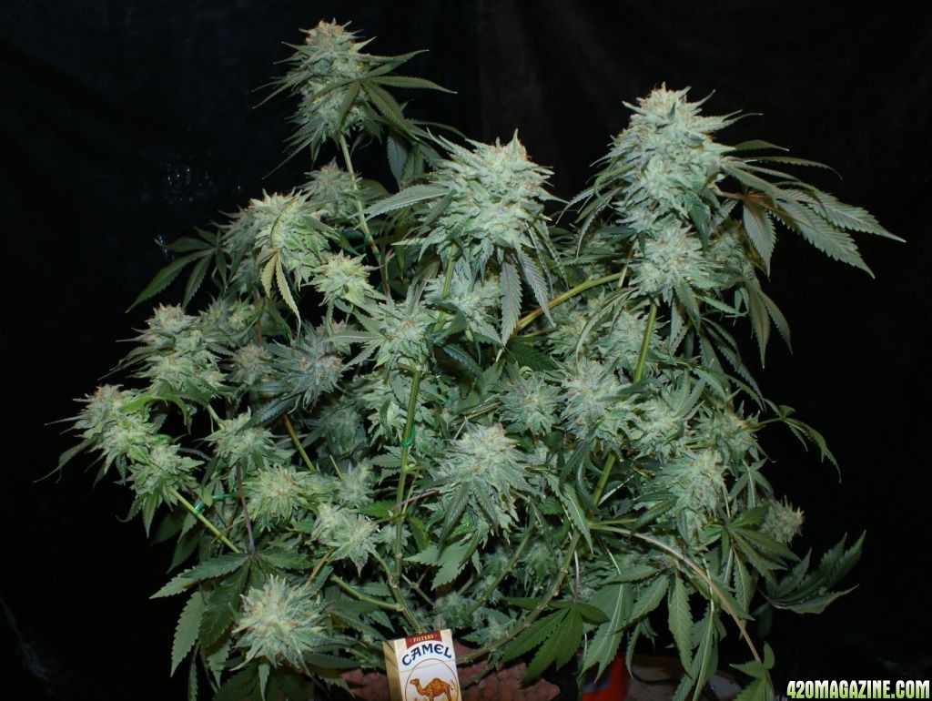 pineapple_express6