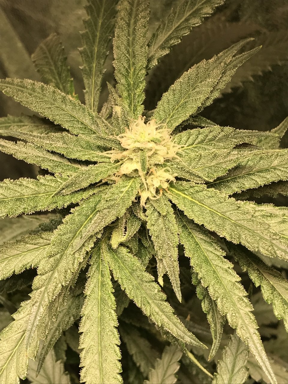 Pink Kush 4th Week1.JPG