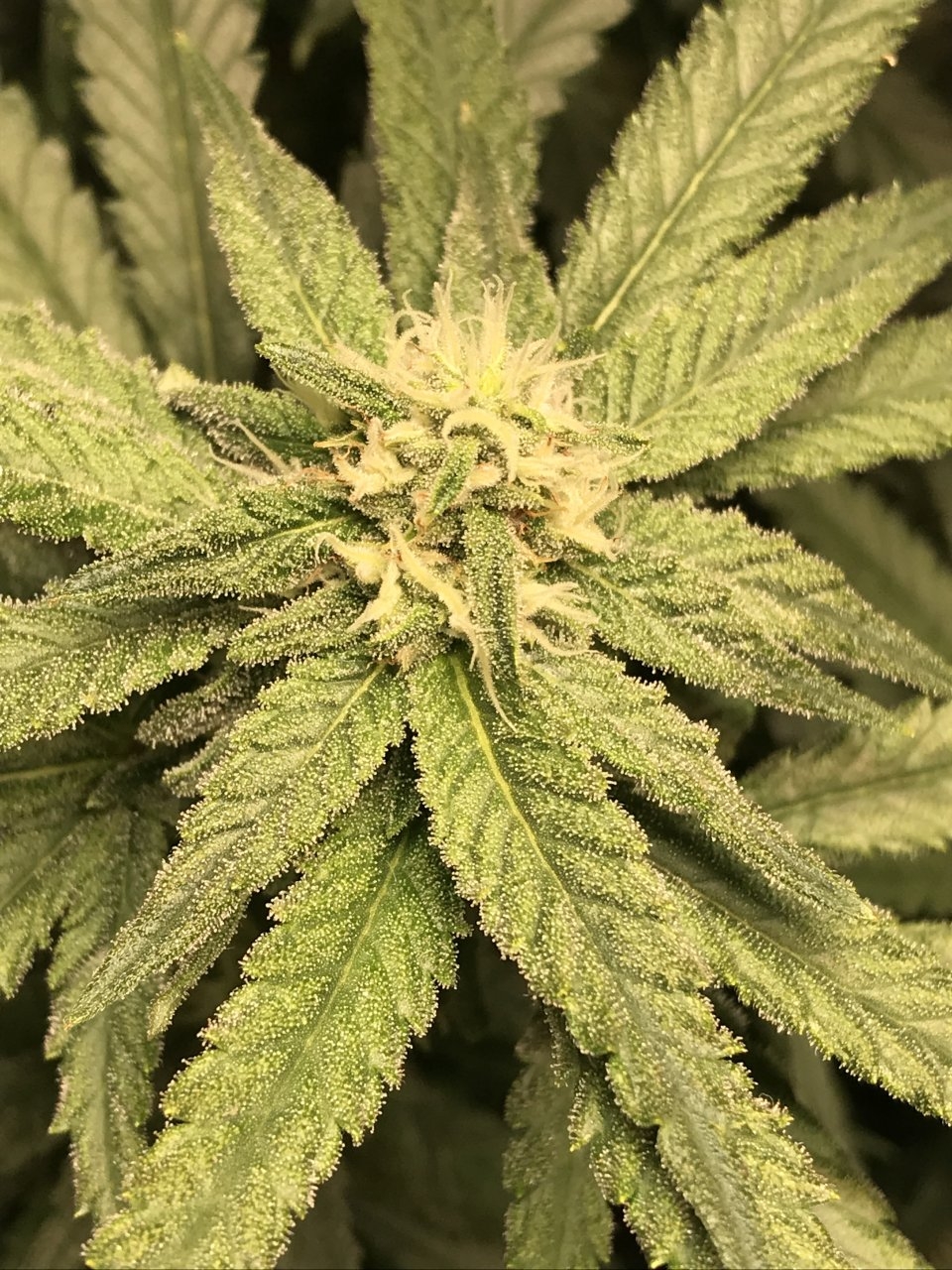 Pink Kush 4th Week2.JPG