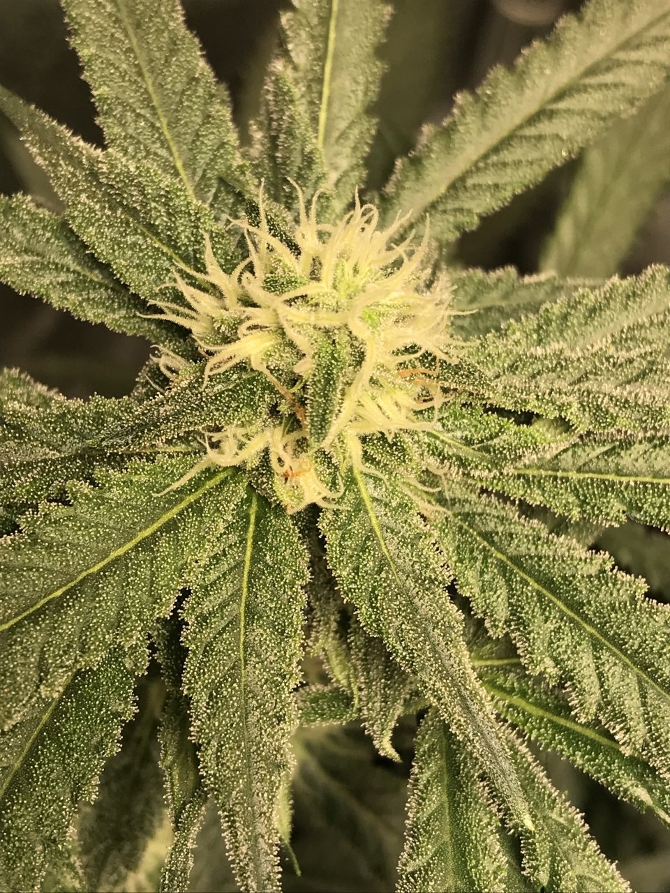 Pink Kush 4th Week3.JPG