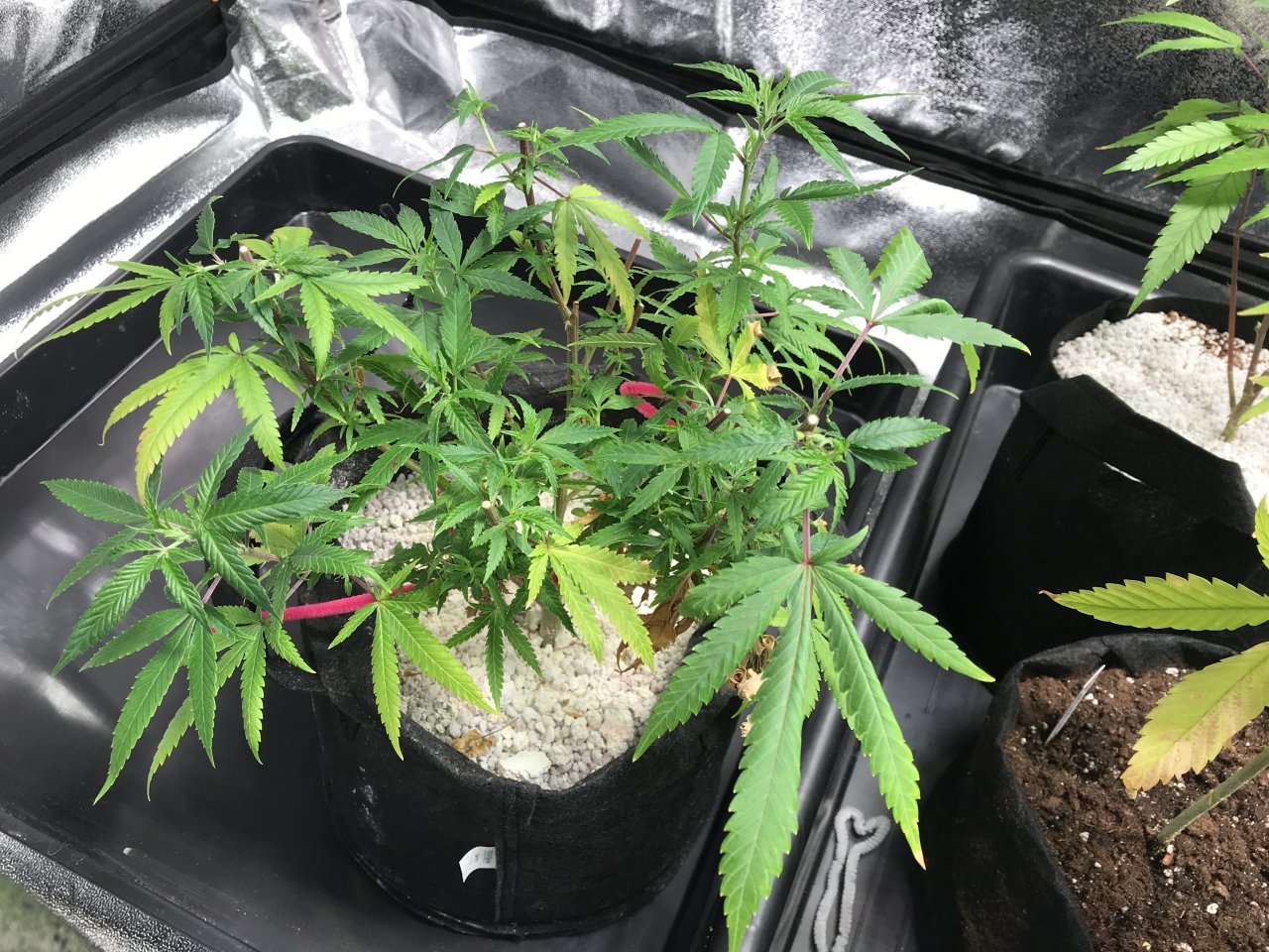 Pink Kush bonsai mom just gave birth to 10 clones.JPG