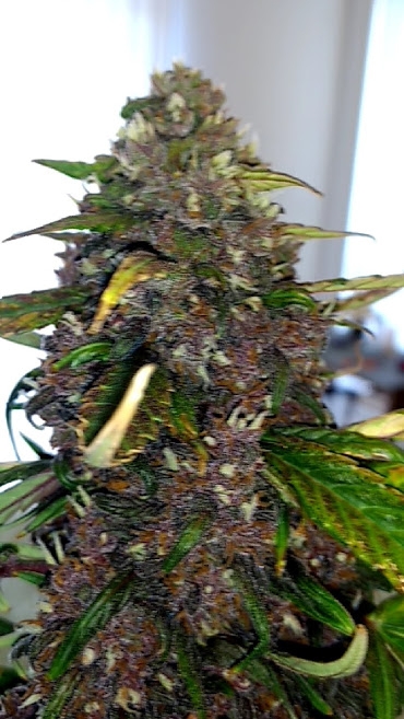 Pink Kush Bud 11_27_20.jpg