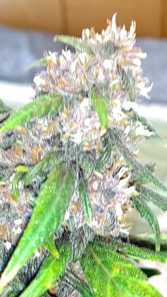 Pink Kush Bud2 11_27_20.jpg