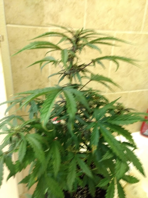 Pink Kush CL 10_22_20.jpg