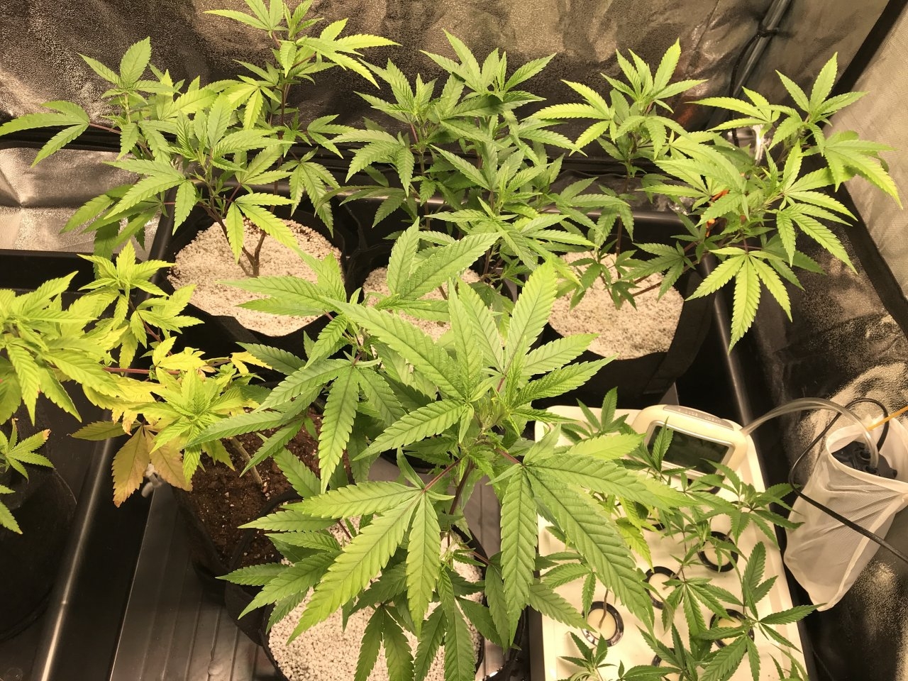 Pink Kush clones in veg.JPG