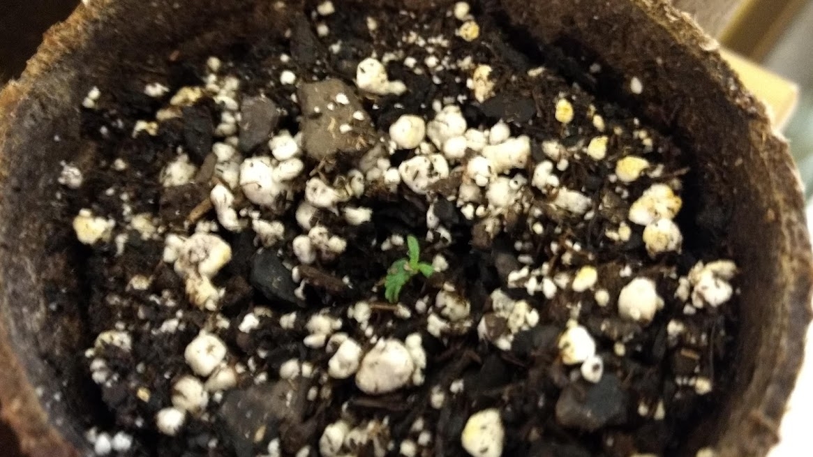 Pink Kush Deformed Seedling.jpg