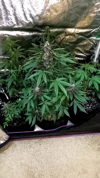 Pink Kush Grow 11_4_20.jpg