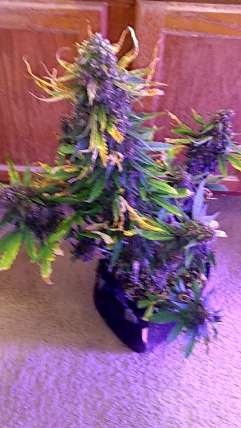 Pink Kush Plant 11_27_20.jpg