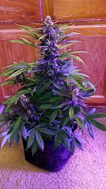 Pink Kush Plant 11_4_20.jpg