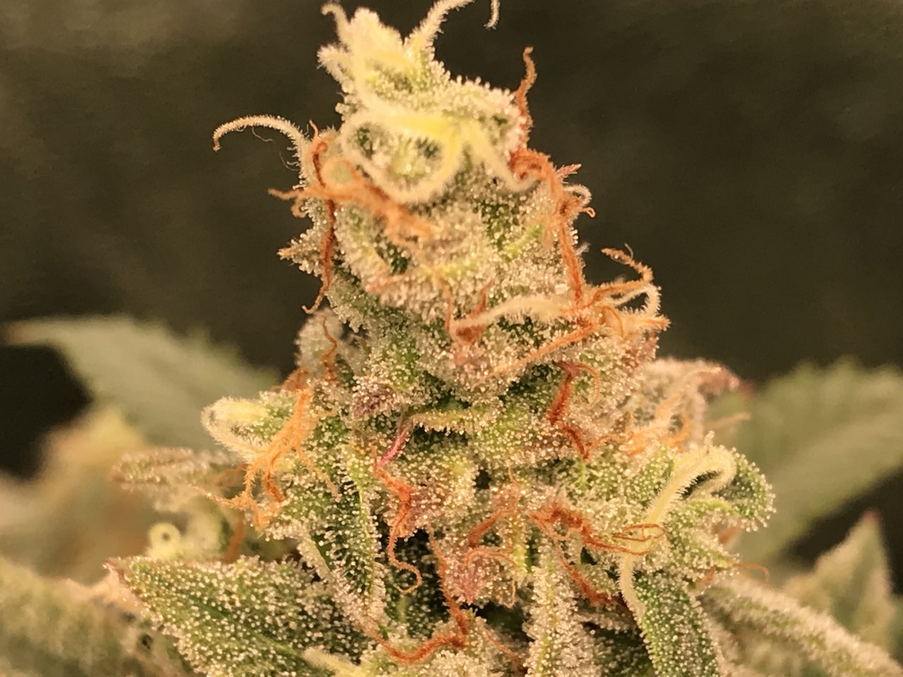 Pink Kush Quad Side Bloom 50th Day 5.JPG