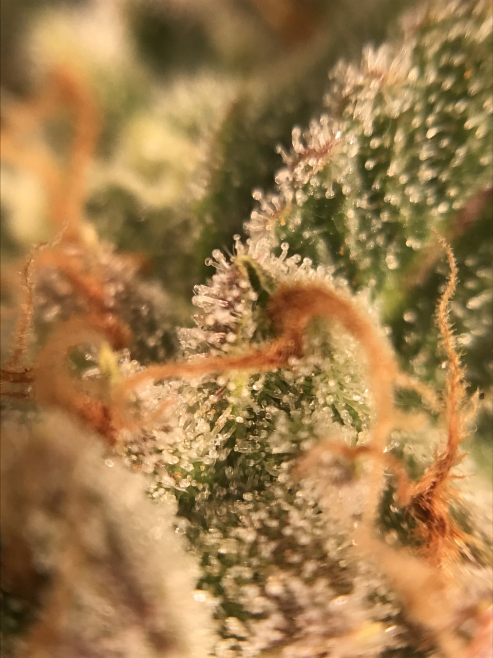 Pink Kush SOG Side Bloom 50th Day 1.JPG