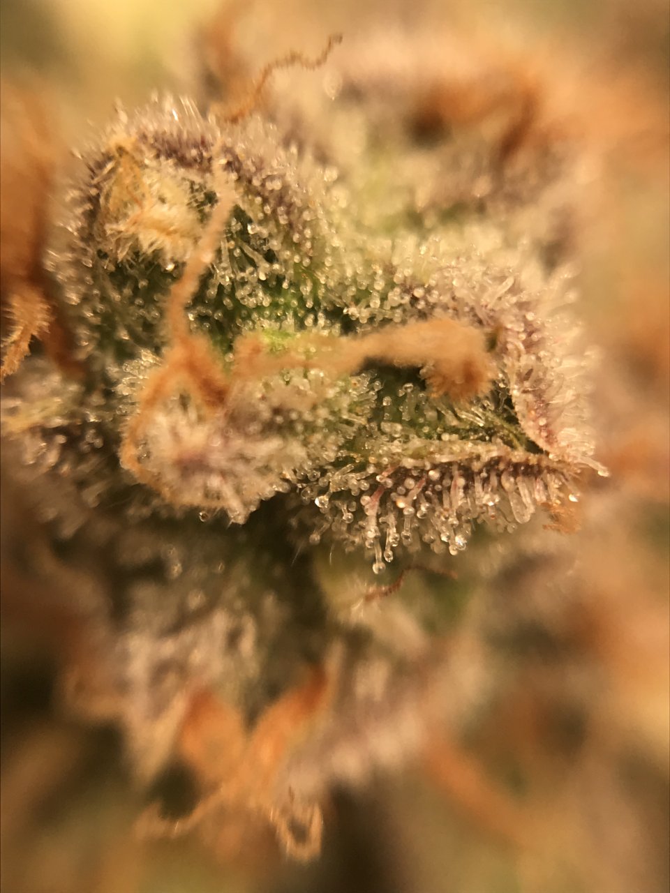 Pink Kush SOG Side Bloom 50th Day 5.JPG