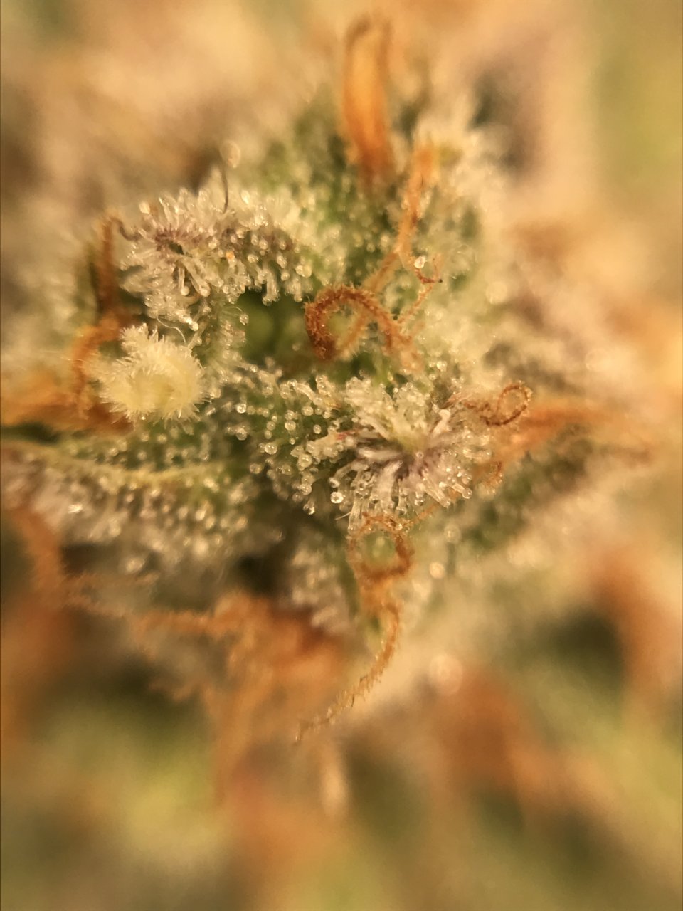 Pink Kush SOG Side Bloom 50th Day 6.JPG