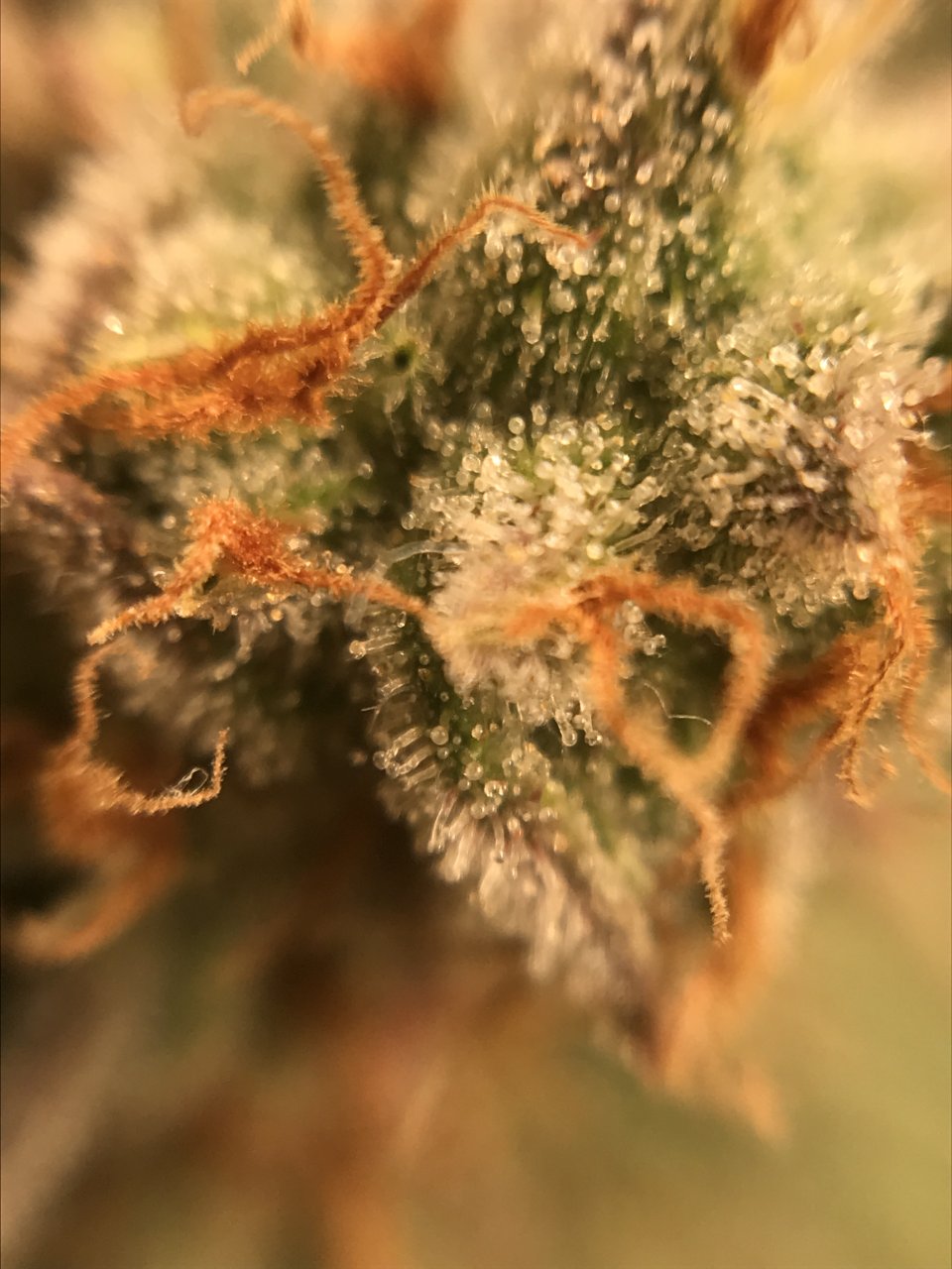 Pink Kush SOG Side Bloom 50th Day 8.JPG