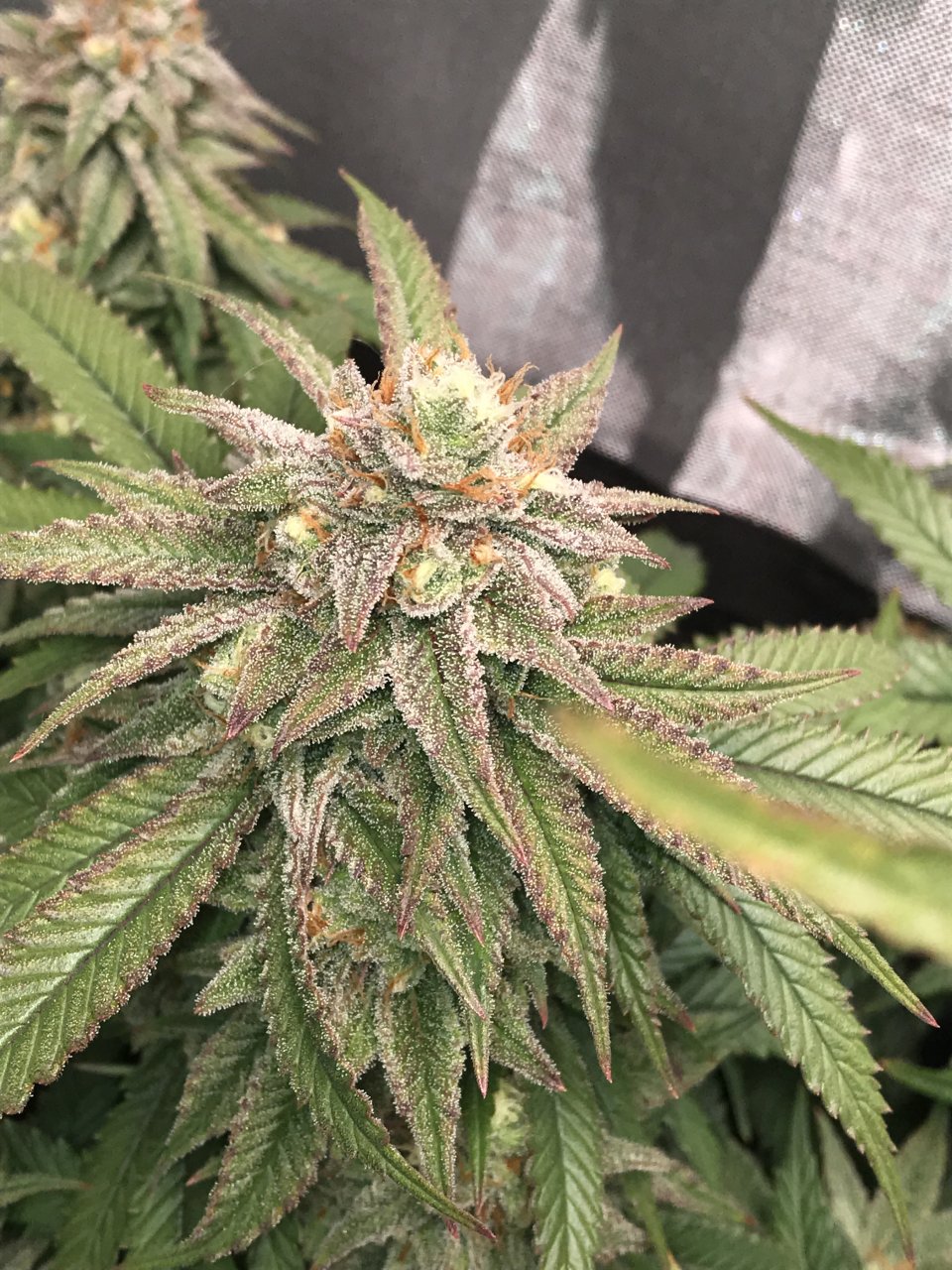 Pink Kush Tops 50th Day of Bloom1.JPG