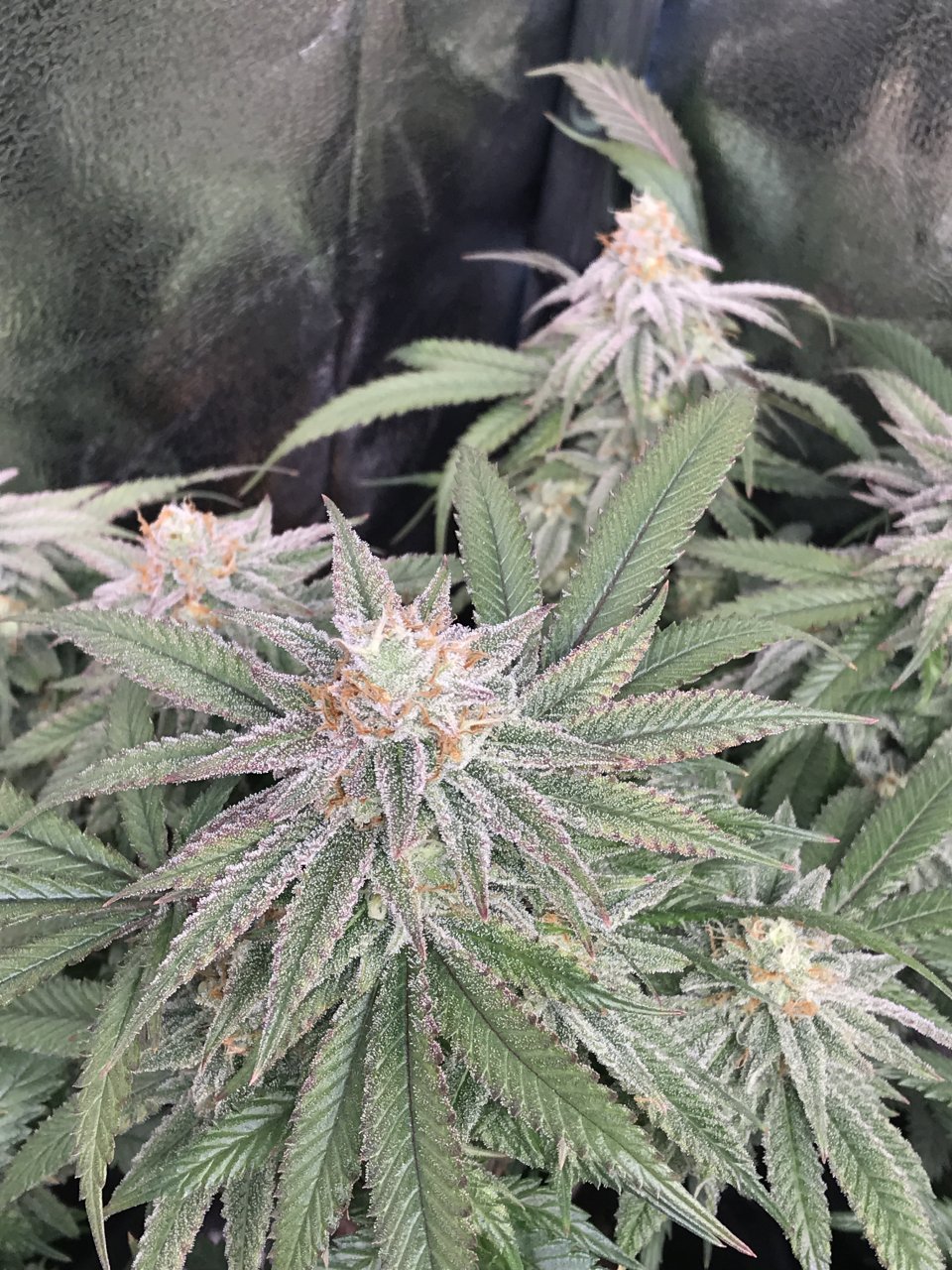 Pink Kush Tops 50th Day of Bloom3.JPG